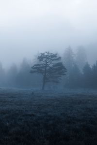 Preview wallpaper trees, field, fog, nature