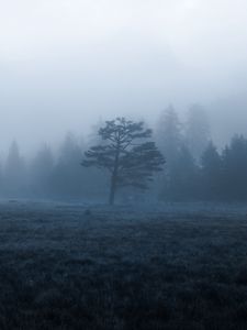 Preview wallpaper trees, field, fog, nature
