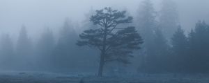 Preview wallpaper trees, field, fog, nature