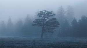 Preview wallpaper trees, field, fog, nature