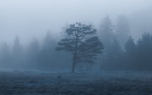Preview wallpaper trees, field, fog, nature