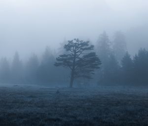 Preview wallpaper trees, field, fog, nature