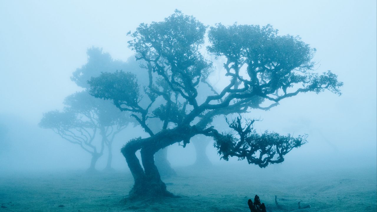 Wallpaper trees, field, fog, landscape