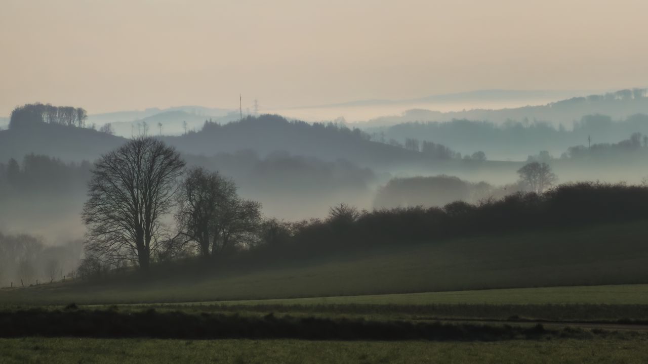 Wallpaper trees, field, fog, nature, landscape