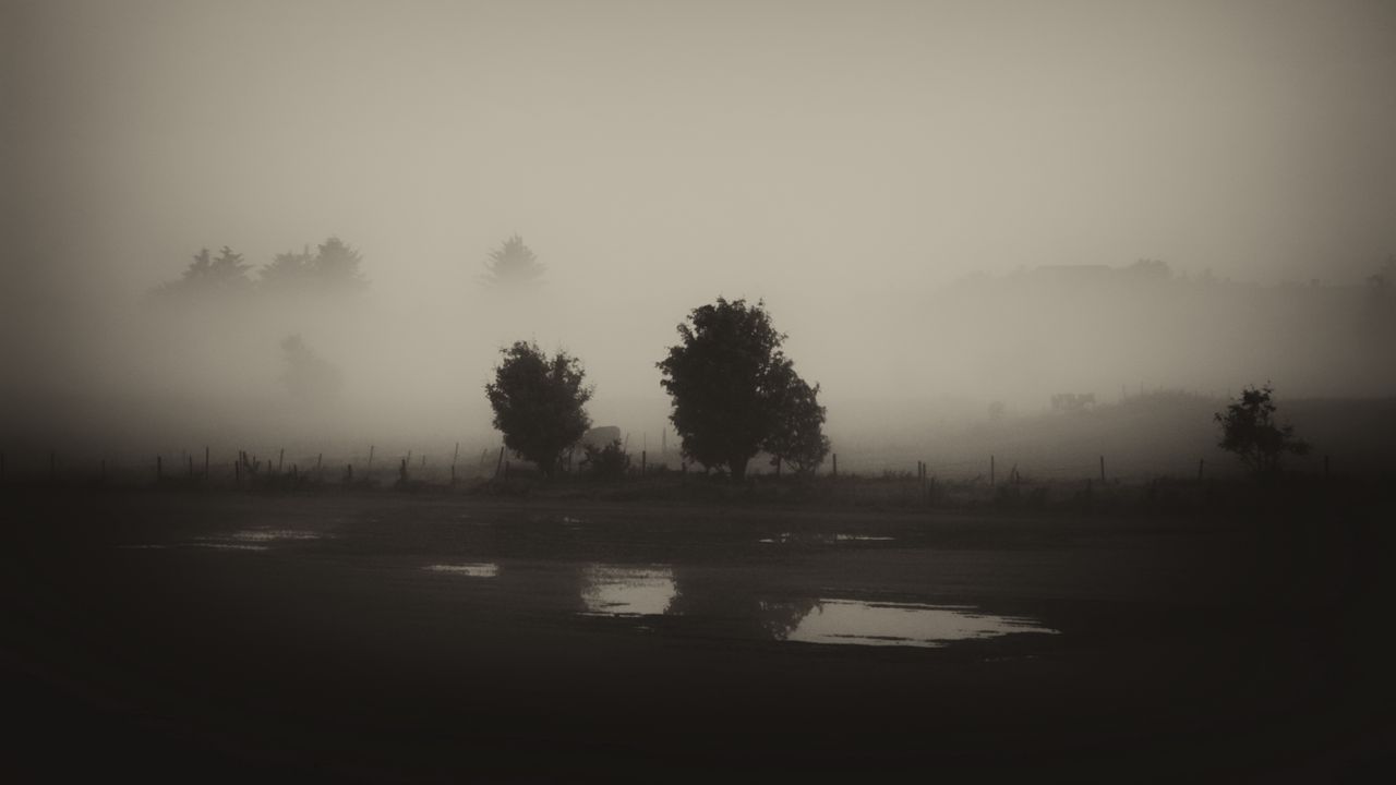 Wallpaper trees, field, fog, black and white