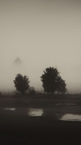 Preview wallpaper trees, field, fog, black and white