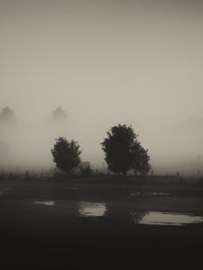 Preview wallpaper trees, field, fog, black and white