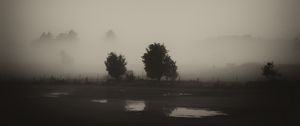 Preview wallpaper trees, field, fog, black and white