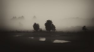 Preview wallpaper trees, field, fog, black and white