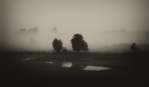 Preview wallpaper trees, field, fog, black and white