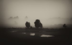 Preview wallpaper trees, field, fog, black and white