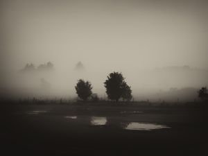 Preview wallpaper trees, field, fog, black and white