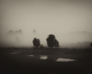 Preview wallpaper trees, field, fog, black and white