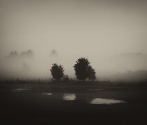 Preview wallpaper trees, field, fog, black and white