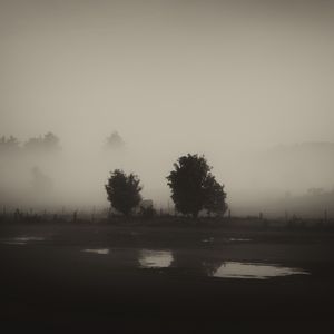 Preview wallpaper trees, field, fog, black and white