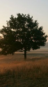 Preview wallpaper trees, field, fog, grass, morning, freshness