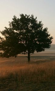 Preview wallpaper trees, field, fog, grass, morning, freshness