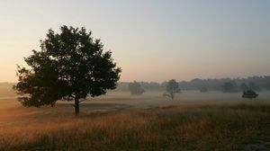 Preview wallpaper trees, field, fog, grass, morning, freshness