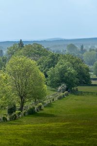 Preview wallpaper trees, field, forest, sky, nature