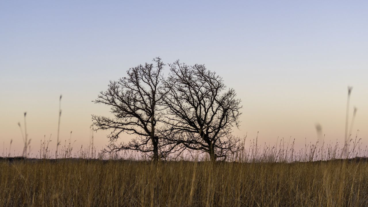 Wallpaper trees, field, grass, nature
