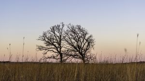 Preview wallpaper trees, field, grass, nature