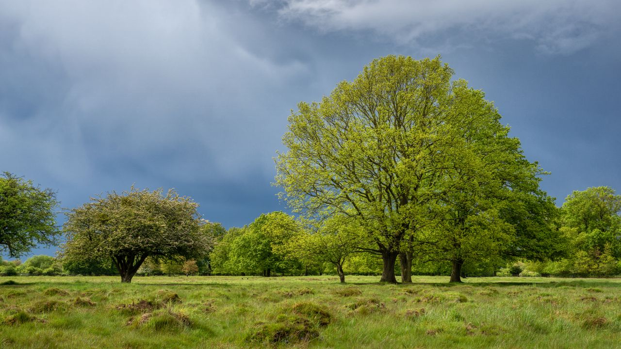 Wallpaper trees, field, grass, nature, landscape