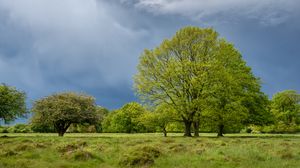 Preview wallpaper trees, field, grass, nature, landscape