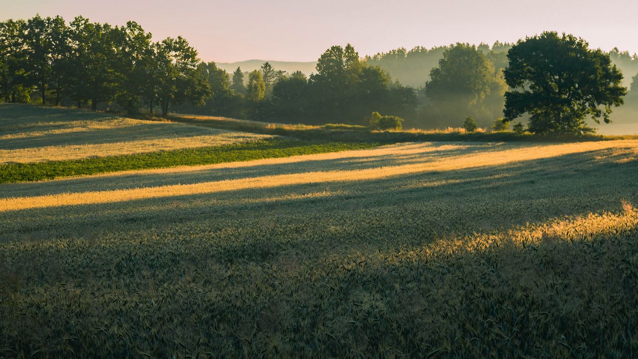 Wallpaper trees, field, grass, sunlight, shadows