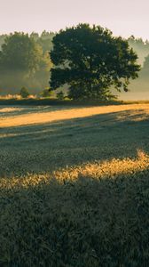 Preview wallpaper trees, field, grass, sunlight, shadows