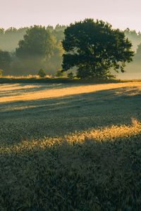 Preview wallpaper trees, field, grass, sunlight, shadows