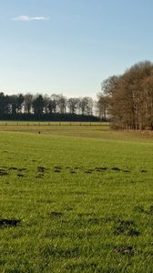 Preview wallpaper trees, field, greens, hummocks, grass