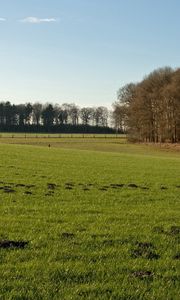 Preview wallpaper trees, field, greens, hummocks, grass