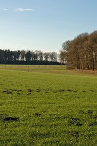 Preview wallpaper trees, field, greens, hummocks, grass