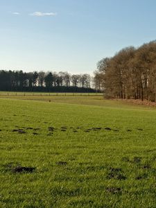 Preview wallpaper trees, field, greens, hummocks, grass