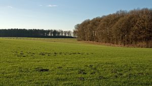 Preview wallpaper trees, field, greens, hummocks, grass