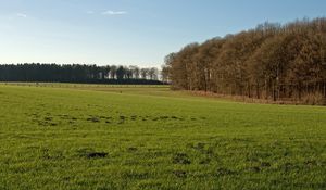 Preview wallpaper trees, field, greens, hummocks, grass