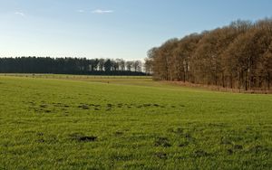 Preview wallpaper trees, field, greens, hummocks, grass