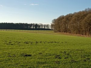 Preview wallpaper trees, field, greens, hummocks, grass