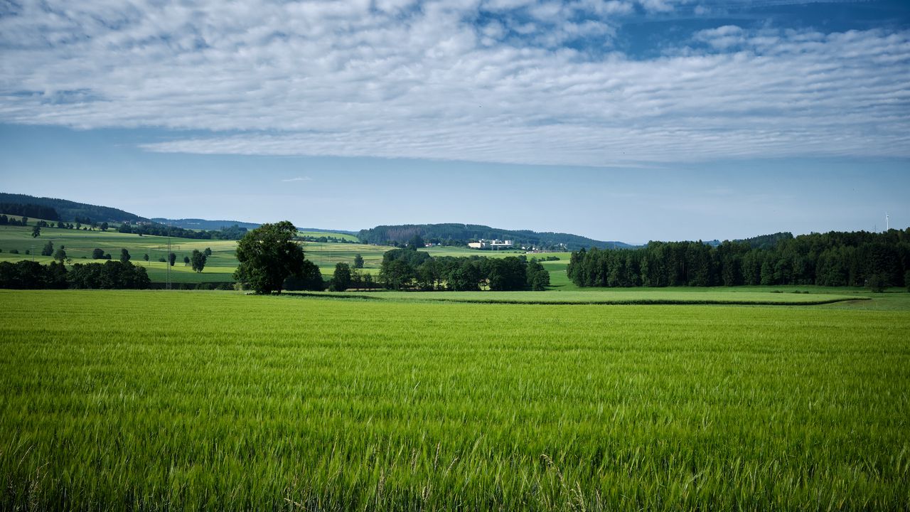 Wallpaper trees, field, landscape, nature