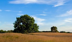 Preview wallpaper trees, field, meadow, grass, open spaces