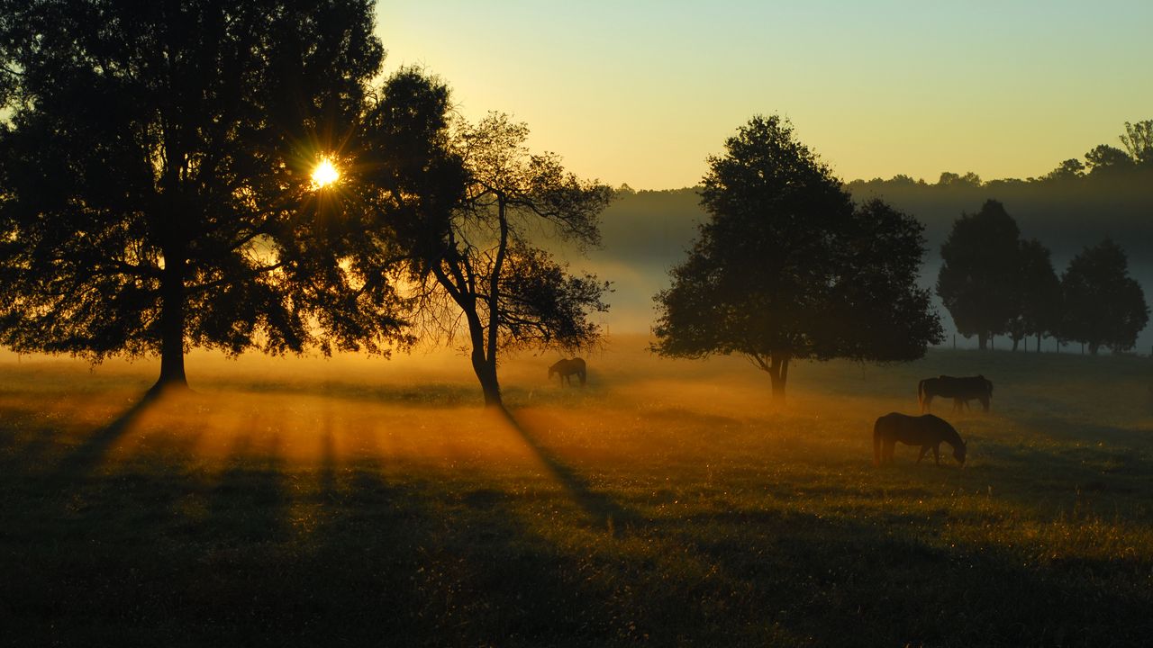 Wallpaper trees, field, meadow, horse, sunset