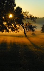 Preview wallpaper trees, field, meadow, horse, sunset