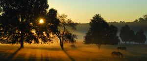 Preview wallpaper trees, field, meadow, horse, sunset