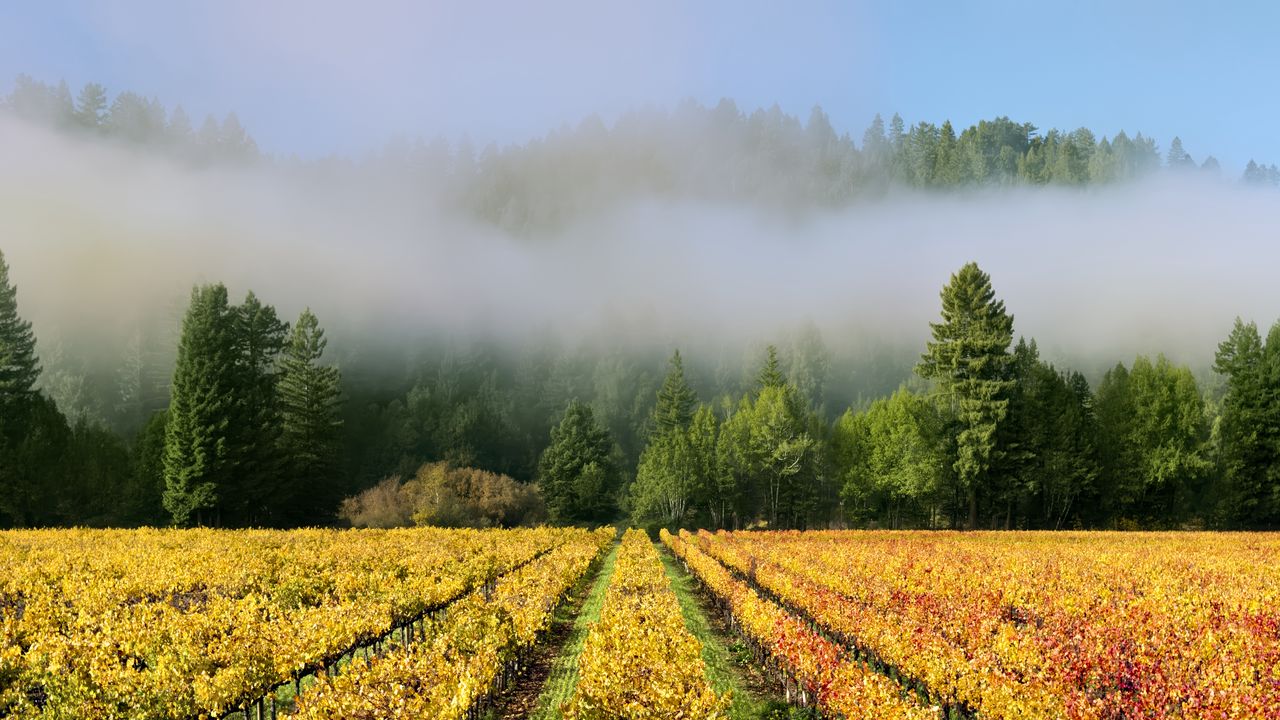 Wallpaper trees, field, path, forest, fog, nature