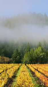 Preview wallpaper trees, field, path, forest, fog, nature