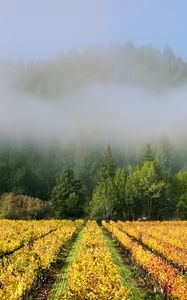 Preview wallpaper trees, field, path, forest, fog, nature