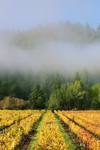 Preview wallpaper trees, field, path, forest, fog, nature