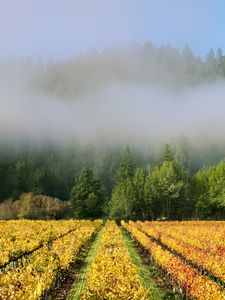 Preview wallpaper trees, field, path, forest, fog, nature