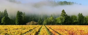 Preview wallpaper trees, field, path, forest, fog, nature