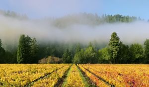 Preview wallpaper trees, field, path, forest, fog, nature